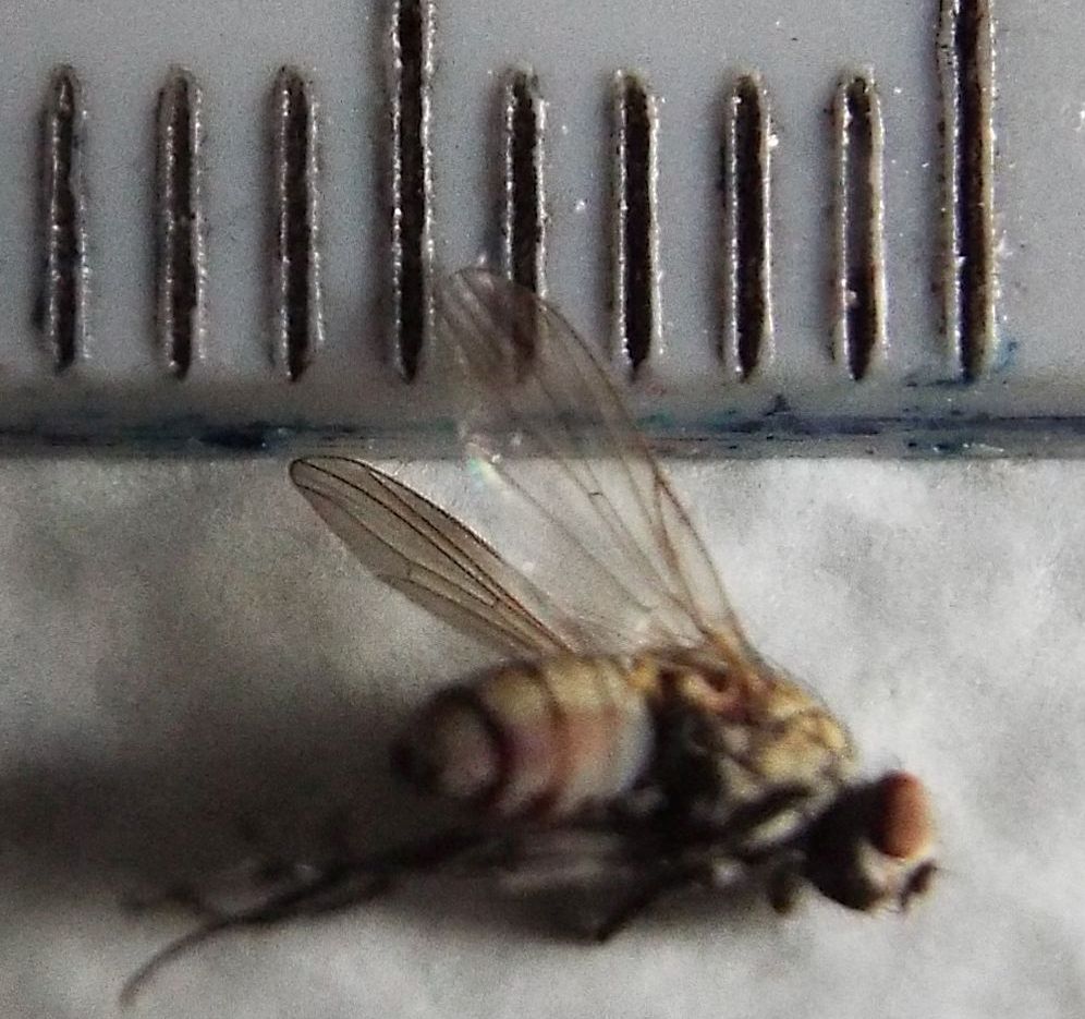 Probabile Anthomyiidae